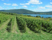 Ingle Vineyard overlooking Canandaigua Lake